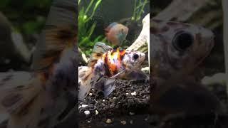 Carassius auratus auratus var. bicaudatus