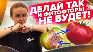 ПОСЛЕ ЭТОГО ТОМАТЫ НЕ ЗАБОЛЕЮТ! Профилактика болезней томатов