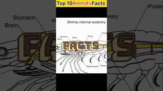 "Top 10 Amazing Animal Facts" | #facts #shorts