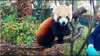 Red Panda Close Encounter Experience at Chester Zoo