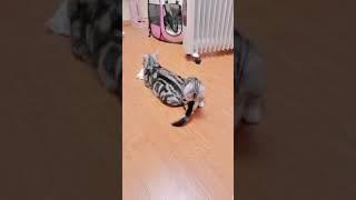 kitten playing with tail