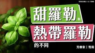 甜羅勒與熱帶羅勒，其實常常吃到，但其中一種的精油不能隨便亂用，你知道是哪一種嗎？｜雪莉的芳療比一比 ，這次來比兩種羅勒｜芳療家