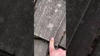 Cedar Shingle - Hail Damage Clip