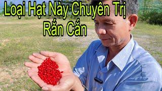 Hạt Nọc Rắn Chuyên Chữa Các Loại Rắn Độc Cắn