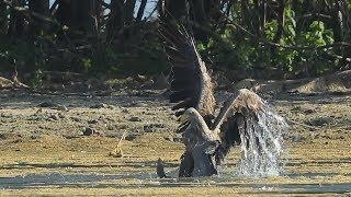 Seeadler schlägt Graugans 2   Eagle hunts Goose 2