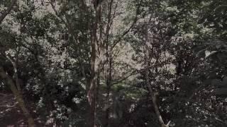 Pruning Proof At The Forest