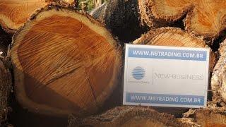 Teak Round Logs | Tectona Grandis | NBTrading - Brazil