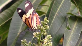 Borboleta Laranja