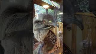 Cute Sloth in Zoo #shorts #sloth #animals #wildlife #enjoy #zoo #viral