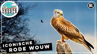 Rode wouw als de roofvogel van het kleinschalige landschap | TV | Vroege Vogels