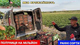 Ранні сорти Полуниці на МІЛЬЙОН