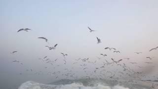 10 second Time lapse with Nabil, from Greenline waterways গাংচিল's At Meghna Mohona :-)