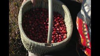 Cranberry Day: Traditional Harvest Festivals