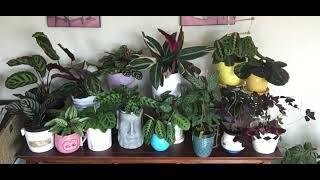 “Living on a Prayer” Plant time-lapse