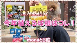 【monaとお庭】今年植えたい球根を購入してきたので、購入品紹介！チューリップ、ムスカリ、ヒヤシンス、アリュウム、クレロデンドルム、大根の種、レタス/おまけはモナカの寝姿#ガーデニングブログ