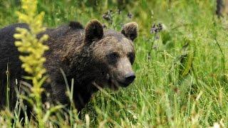 Grandeur Nature - L'Ours des Pyrenées - Documentaire Animalier