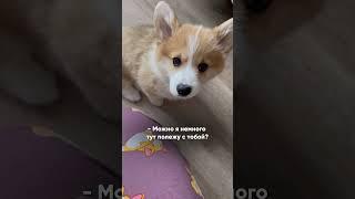 А прошел всего год | Наглость корги