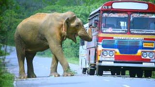 "Elephants crossing! Witness the wild beauty up close."#wildlife #elephant