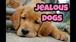 Jealous Dogs Want Attention Compilation (2020)