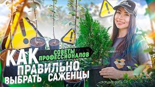 САЖЕНЦЫ ПЛОДОВЫХ. Как выбрать саженцы плодовых деревьев и кустарников