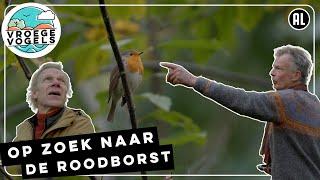 Onderzoek naar de roodborst in Groningen | TV | Vroege Vogels