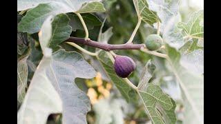 Fresh California Figs by J. Marchini Farms