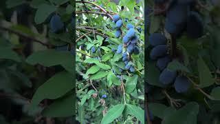 Урожай жимолости в 2025 году #лето #природа #урожай #ягода #жимолость #садогород