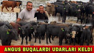 ANGUS BUQALARNI️90-567-80-98 / 91-323-07-28 / 77-267-06-98 / 99-933-19-44 UDARLARI KELDI