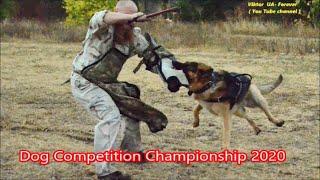 Чемпіонат кінологічного клубу Сан Голден 2020 / Dog Competition Championship 2020