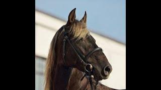 How To Ride A Trotty Rocky Mountain Horse or a Trotty Gaited Horse - Gaited Horse Training