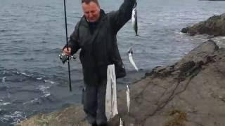 How to catch mackerel in Ireland ( by fishing rod )