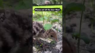 Poult eats deer fly!