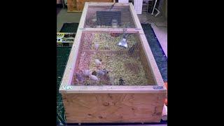 Ideas for your chick brooder build and set up.