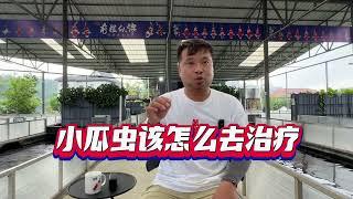 #锦鲤 #小瓜虫 #养鱼经验分享 #养鱼青年的故事