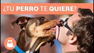 10 señales de que TU PERRO TE AMA