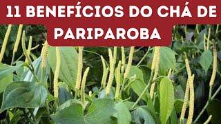 11 BENEFÍCIOS DO CHÁ DE PARIPAROBA UMA PLANTA MILAGROSA