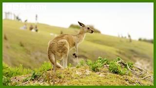 Kangaroos Take a Trip to the Beach | Animals With Cameras | BBC Earth