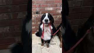 Funny Dog Tiktok- goodlin siblings