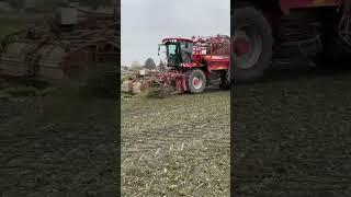 Rüben Ernte in Vollem Gange!#holmer#viralvideo#landwirtschaft #agriculture