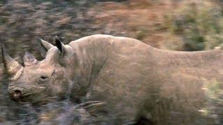 Rhino hunt controversy: Critics slam permit to kill endangered animal