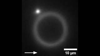 Microparticle Successfully Passes by an Obstacle To Escape Becoming Trapped