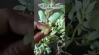 Euphorbia hirta (Asthma plant)|| euphorbia hirta aushadhi||@Krishnagarden07