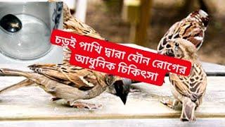 বাবুই পাখি / চড়ুই পাখি দ্বারা যৌন রোগের আধুনিক ও সর্বোত্তম চিকিৎসা!!!