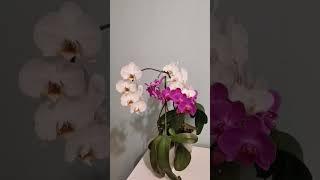 Orchid #shorts