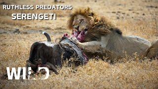 WILD SERENGETI | Battle for Survival in Predator Territory | Animal Documentary