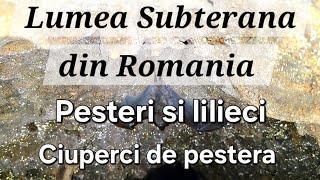 Lumea Subterana din Romania- Peșteri, lilieci și ciuperci de pestera