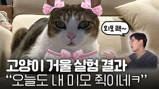고양이는 거울 속 자기 얼굴을 알까?🪞