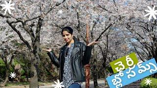 Cherry Blossoms in full Bloom in South Korea - GO GO Suwon.