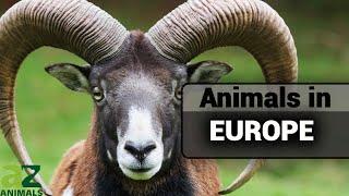 Wildlife in Europe | Where to Find Them, Most Dangerous, Most Unique