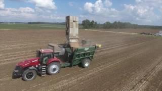 Peanut Harvest 2016 at Perrow Farms